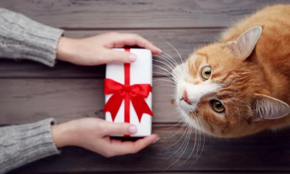 Qué regalarle a tu mascota para celebrar el Día del Animal