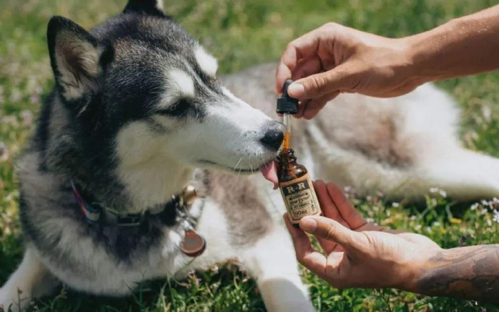 Impulsan campaña para la regularización del uso de cannabis en animales