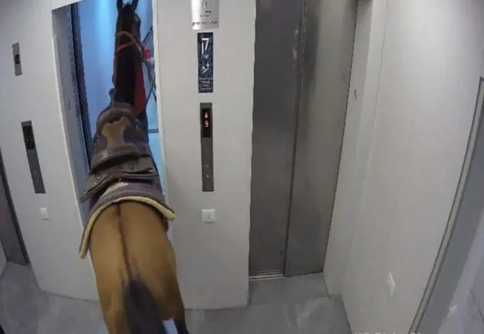 Video: ingresaron al hotel con un caballo y ¡subieron en ascensor!