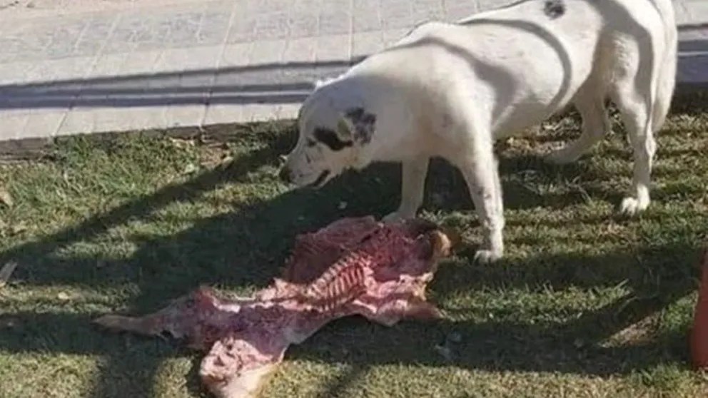 Allen: una perra le robó el lechón a un grupo de concejales que festejaban el Día del Trabajador