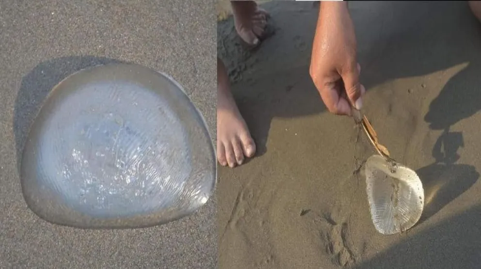 Sorpresa: creyeron haber encontrado una medusa en la playa, pero era un implante mamario