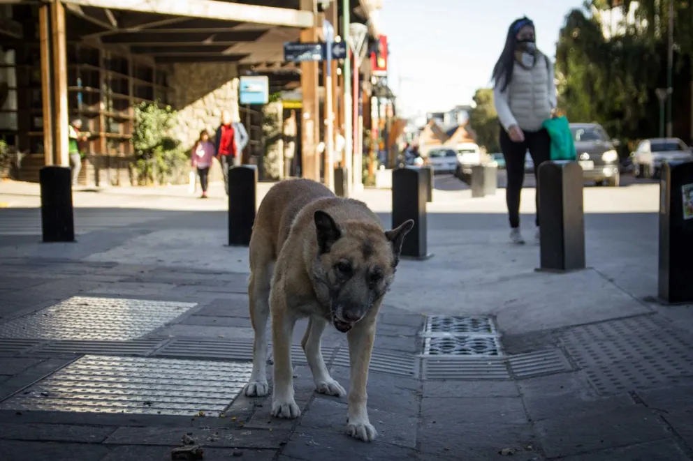Amigos Callejeros pide un voto para ganar 600 kilos de alimento balanceado