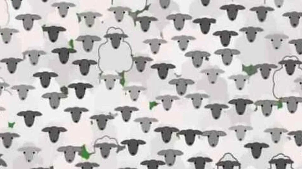 Seguí desafiándote: ¿podes encontrar la cabra camuflada entre las ovejas?
