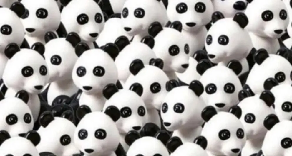 Reto viral: encontrá al perro escondido entre todos los osos panda