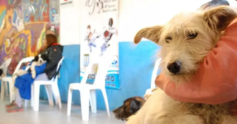 Denuncian que el quirófano destinado a las castraciones de animales lo usan para fiscalizar