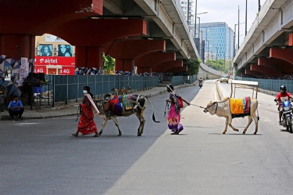Polémica práctica: Se cubren con estiércol de vaca para combatir el coronavirus