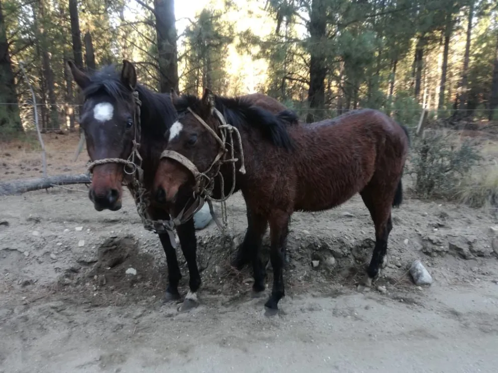 Policías rastrearon a pie las huellas de cuatro equinos que fueron robados en el campo