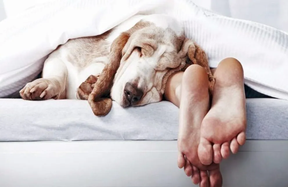 Estudio explica por qué es mejor dormir con tu perro que con tu pareja
