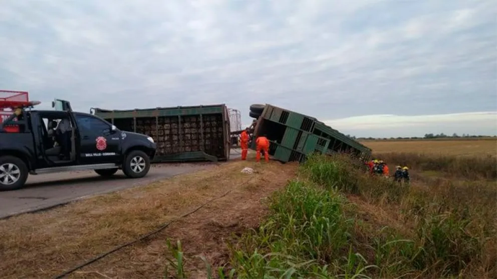 Volcó un camión con ganado: un vecino paró y cargó una vaca en el baúl de un Gol