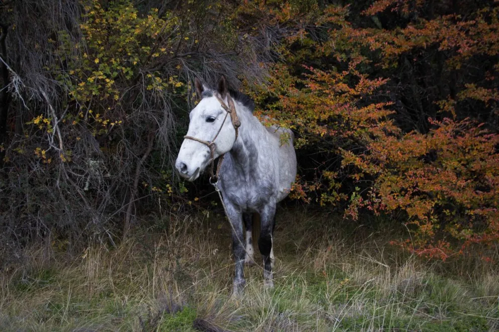 El conflicto en Lago Moreno sigue sumando aristas