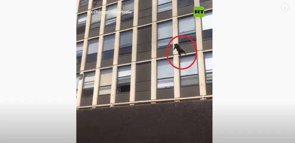 Video: un gato salta de un quinto piso y se salva de un incendio