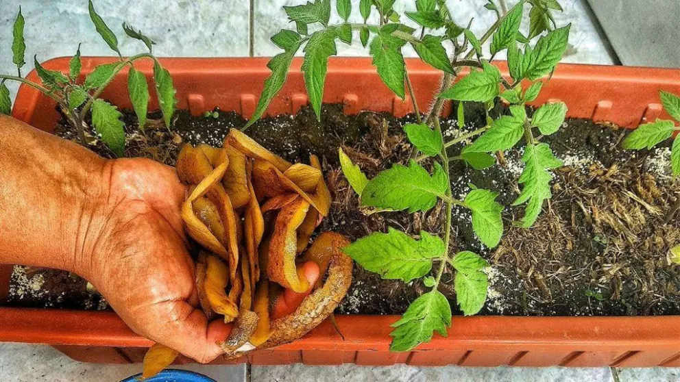 Plantas felices: prepará fertilizante casero con cáscaras de papa