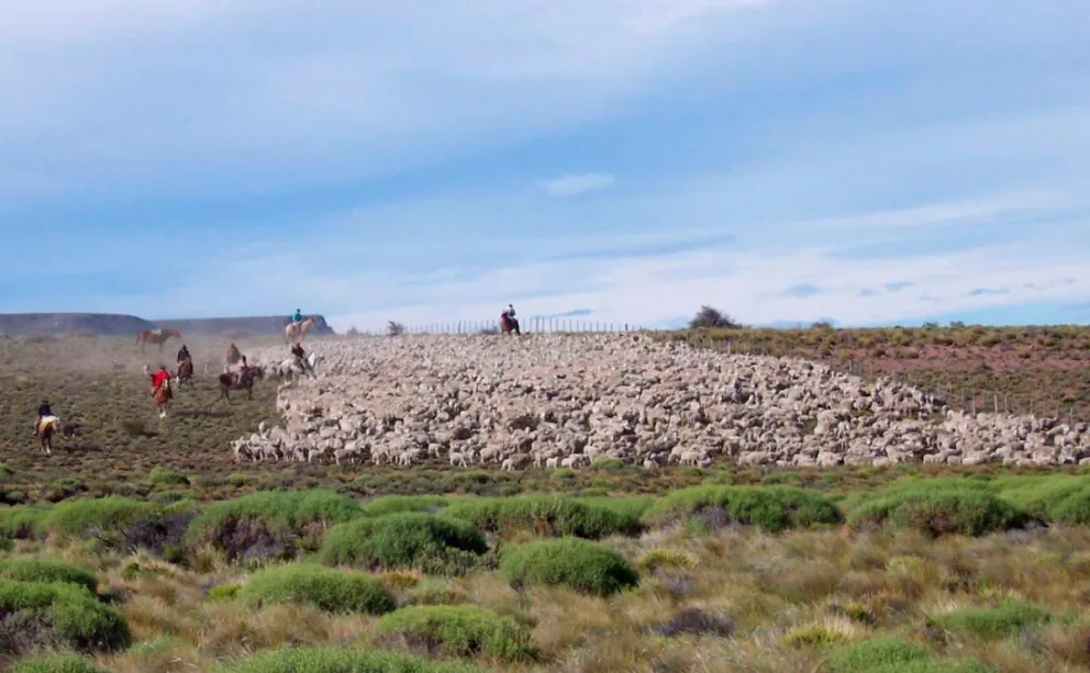 Enorme expectativa en la región por el avance de la nueva Ley Ovina