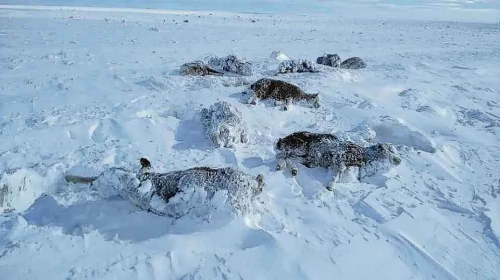 García Larraburu: “El nuevo régimen ovino permitirá fortalecer a las comunidades de la Línea Sur”