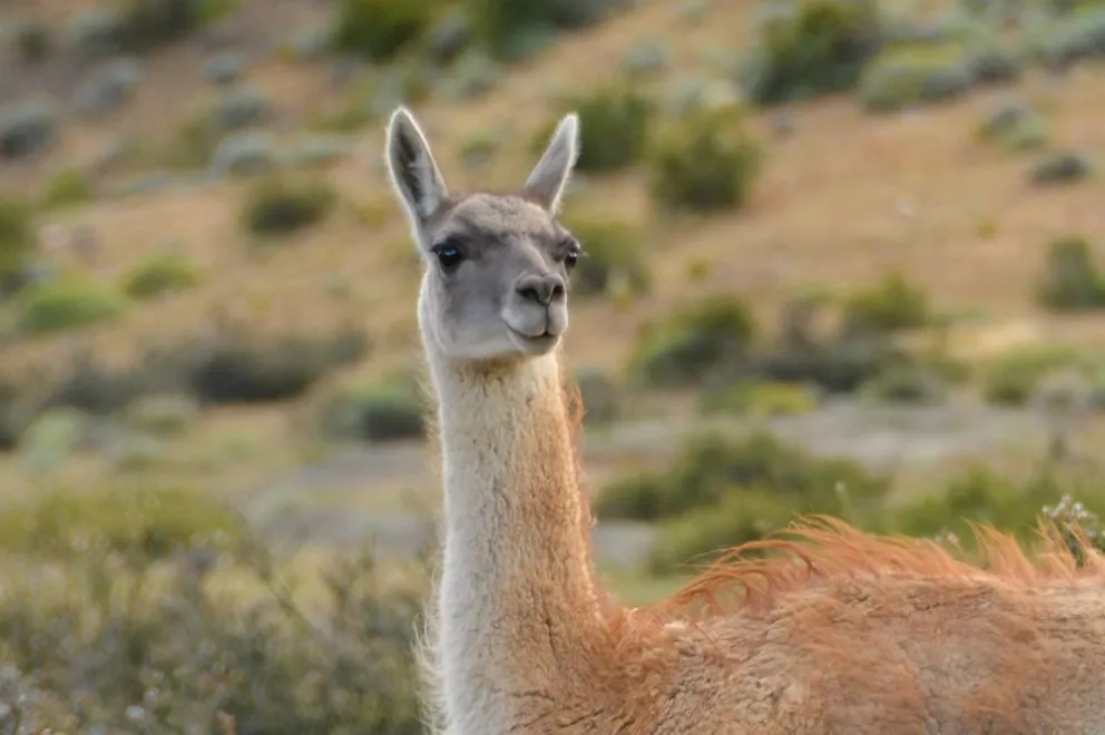 En Nahuel Huapi regalaban costillares de guanaco