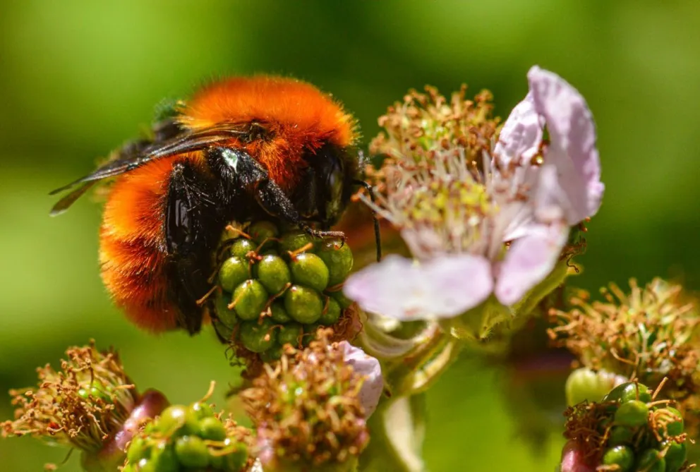 Todos podemos sumarnos al proyecto “Vi un abejorro”