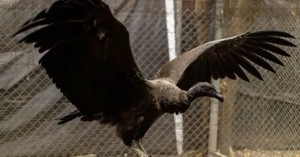 Pachamama, la cóndor nacida en Francia que será liberada en Río Negro