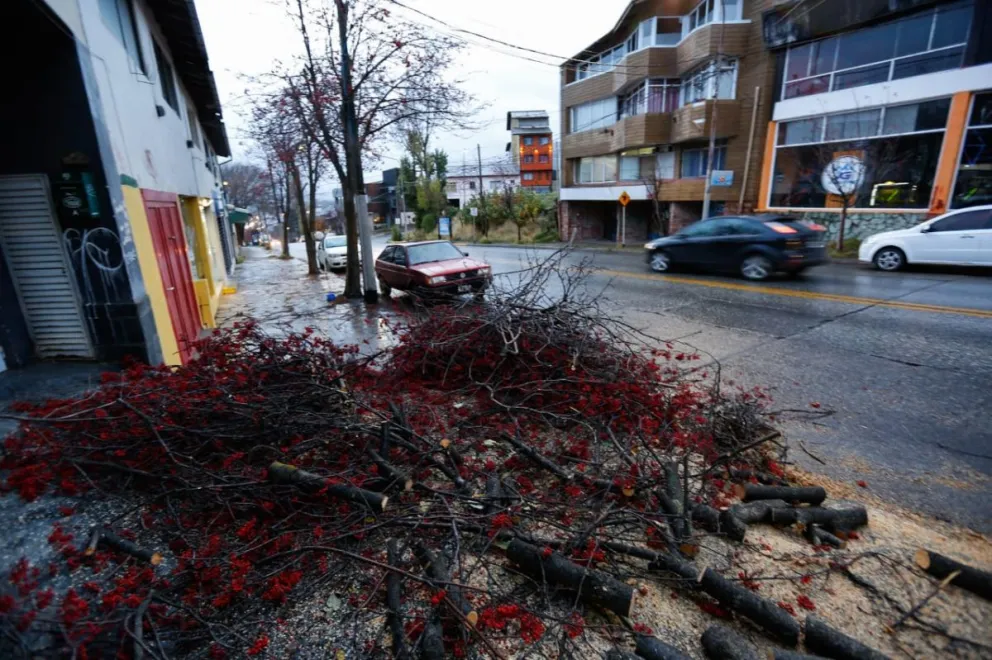 Caídas de árboles, voladuras de chapas y cortes de luz durante las últimas 24 horas