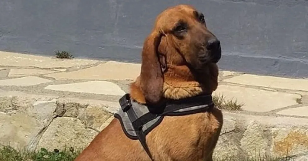 Un perro de la Policía de Río Negro encontró a la mujer que estaba perdida