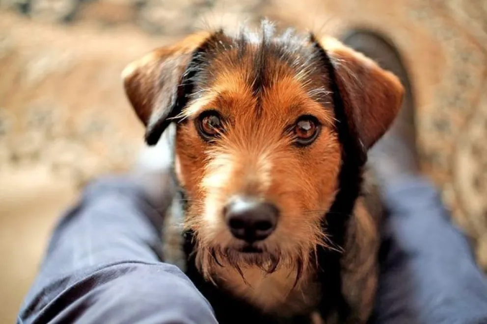 ¿Por qué hoy se celebra en Argentina el Día Nacional del perro?