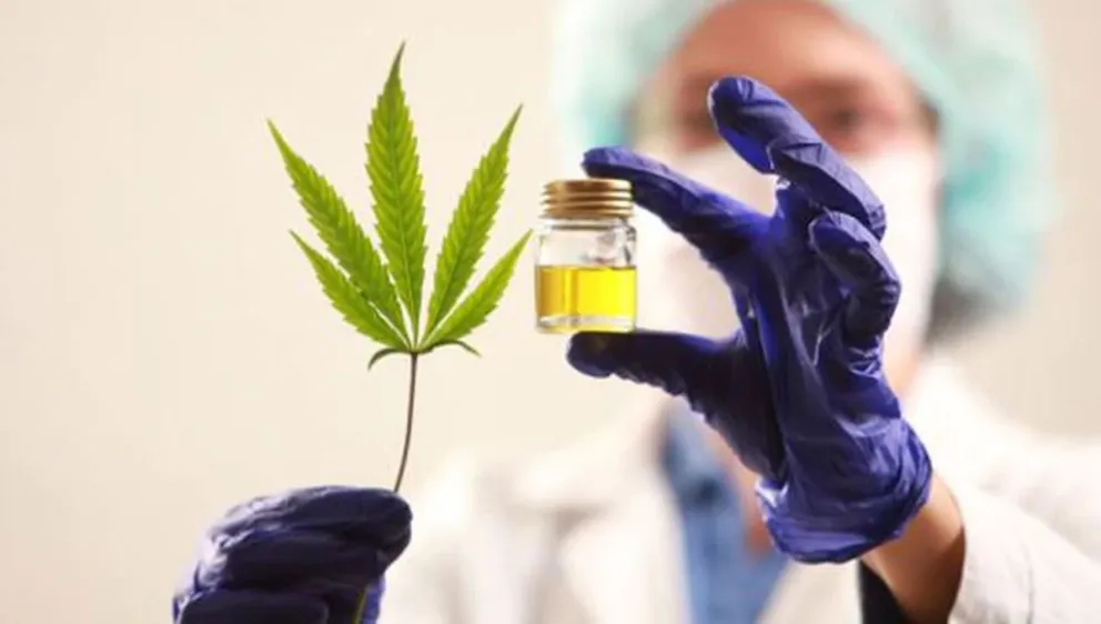 El Gobierno busca impulsar la producción industrial de cannabis medicinal