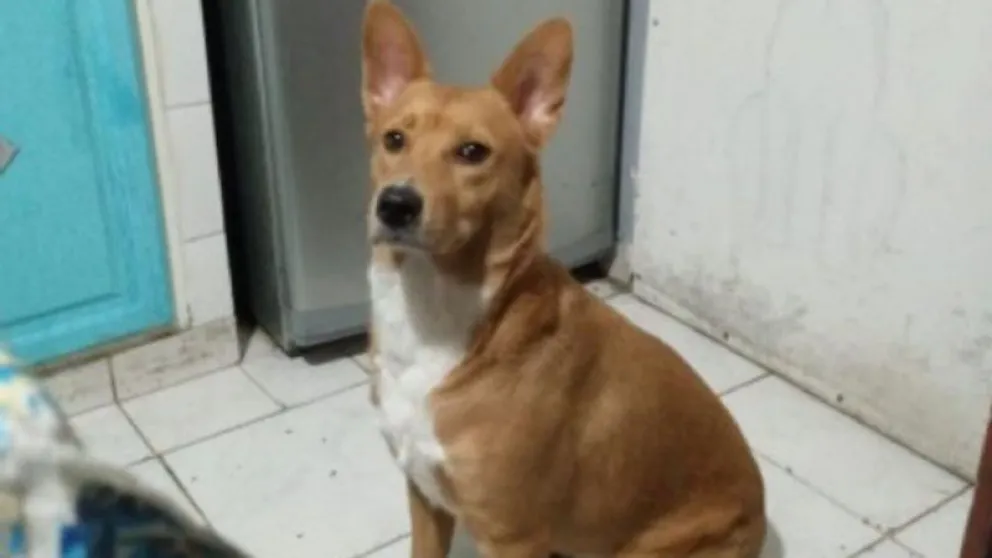 Imponen perimetral a joven que abusó sexualmente de su perra