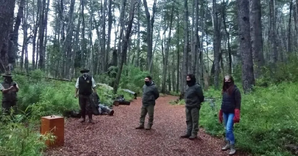 Rescataron una lechuza bataraz accidentada, la curaron y la liberaron