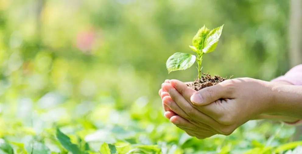 Día Mundial del Medioambiente: "Reimaginar, recrear, restaurar"