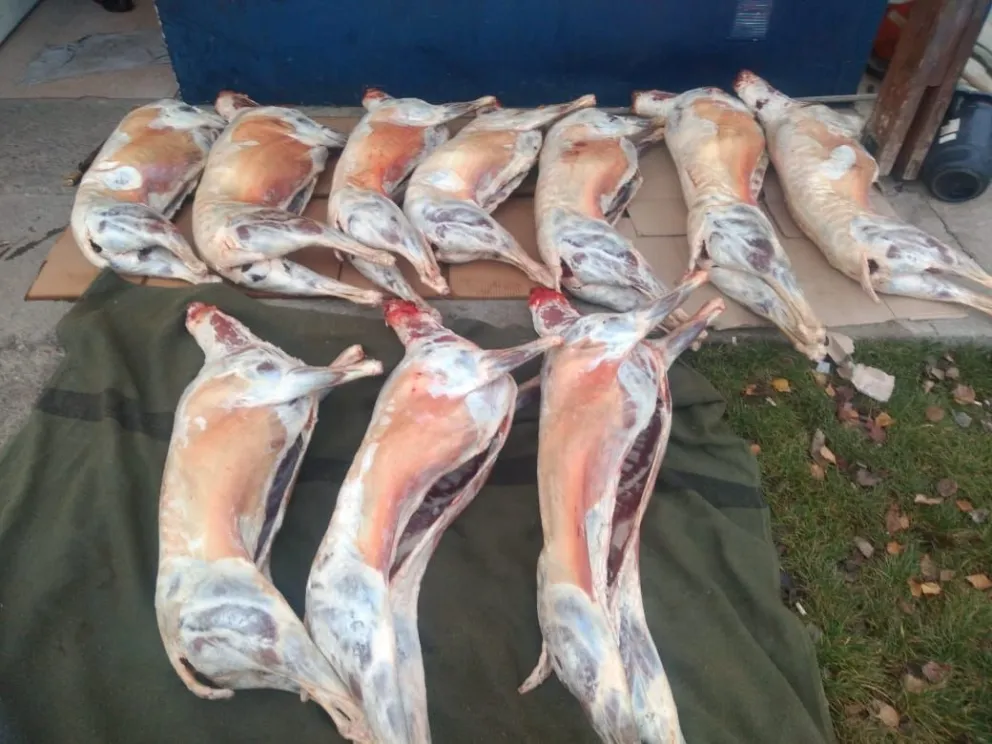 Un hombre traía una decena de capones a Bariloche de manera clandestina