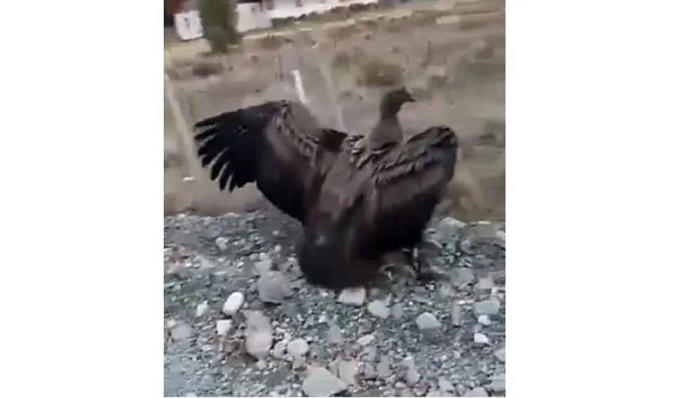 Vecinos de Epuyén rescataron a un cóndor y ahora está en recuperación