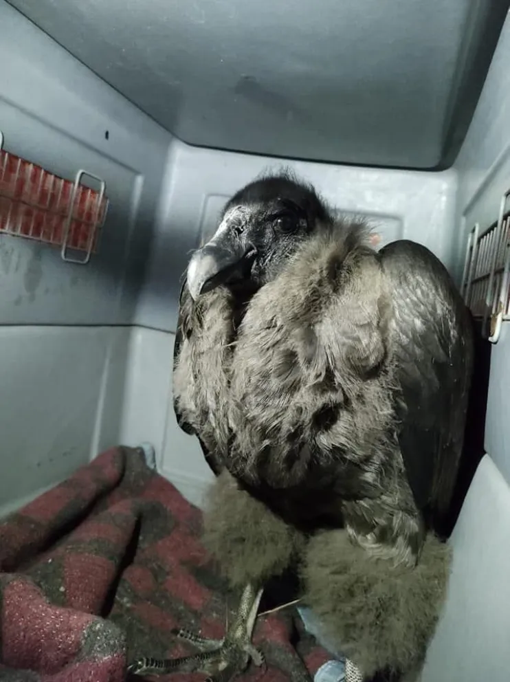 Finalmente Inés volverá a Epuyén para su rehabilitación 