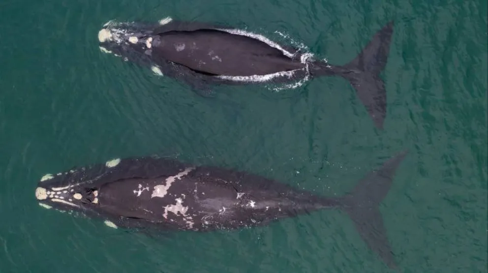 Ya se pueden observar ballenas de distintas especies en Las Grutas