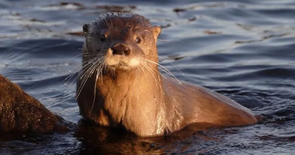 "Cuidando las costas y el agua, cuidamos al huillín"