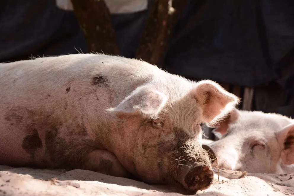 El SENASA detectó en Bariloche tres cerdos silvestres con triquinosis 