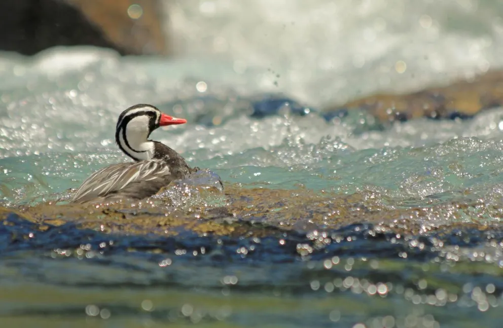 Pato de los torrentes: celebrando 15 años de su monitoreo en el Parque Nacional Nahuel Huapi