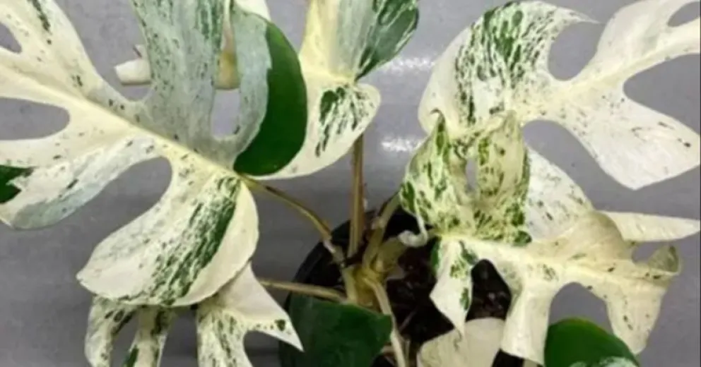 Venden una planta de interior a más de 20 mil dólares: qué tiene de especial