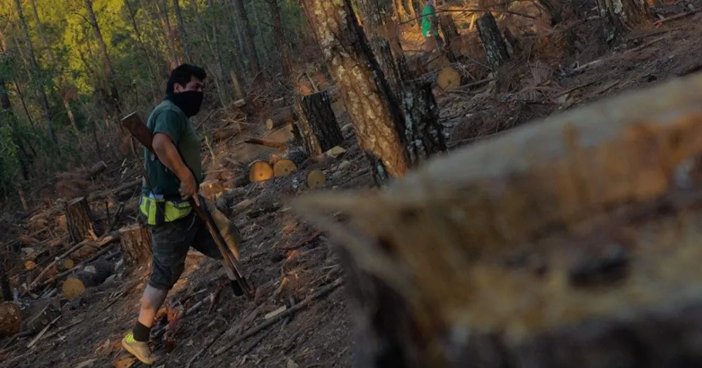 El flagelo de la tala ilegal, entre la necesidad social y la depredación  