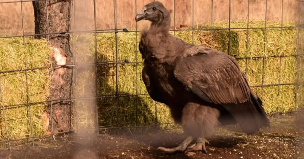 Inés volvió a Epuyén y sus papás la están esperando muy ansiosos