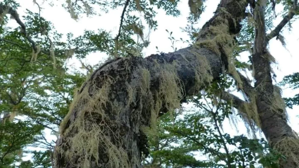 La importancia de los líquenes en la naturaleza