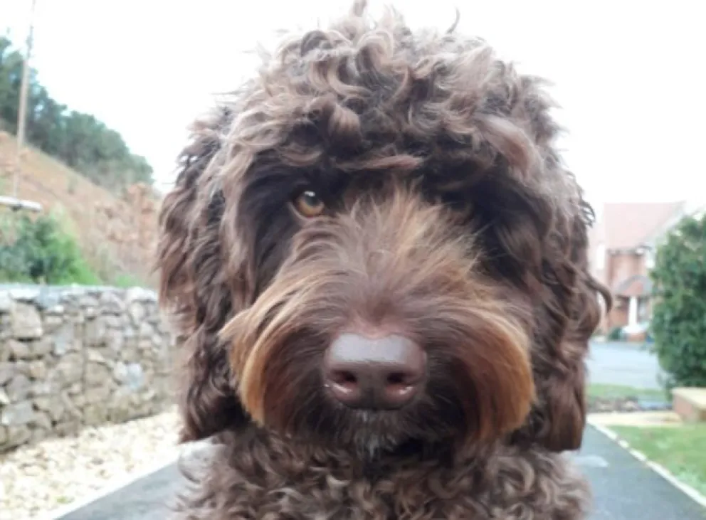 Increíble: Digby, el perro de los bomberos que evitó un suicidio