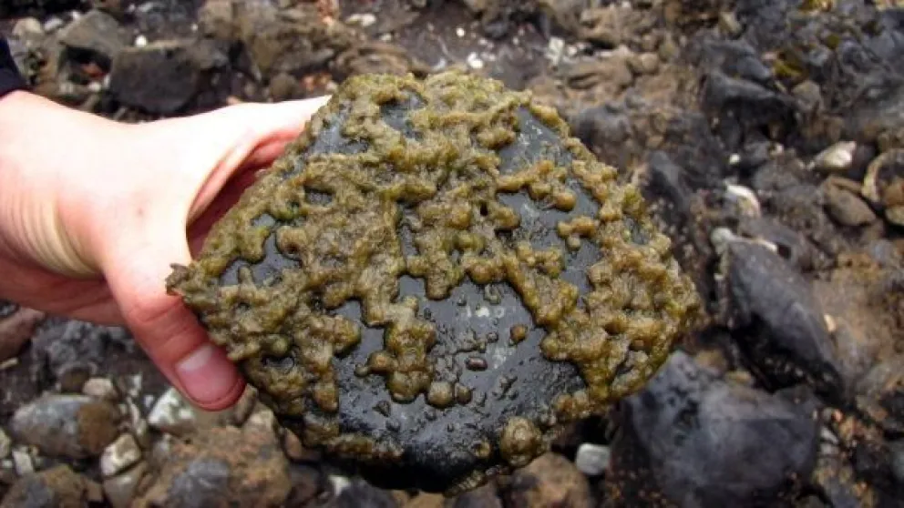 Alertan sobre el avance del alga didymo