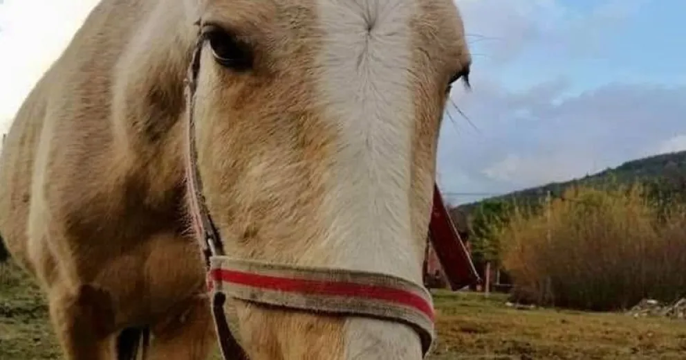Indignación en El Bolsón: robaron una yegua, la degollaron y subieron el video a las redes