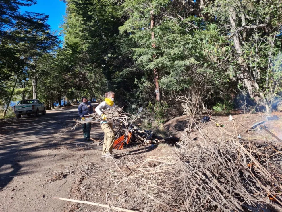 Extraen plantas de retama y rosa mosqueta en el Gutiérrez