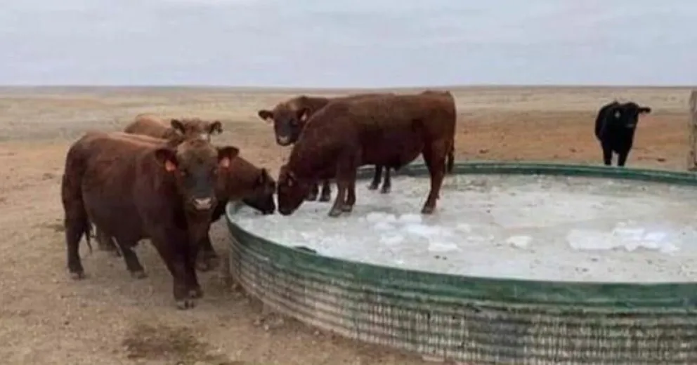 En Cañadón Chileno se congeló hasta el agua de las vacas  