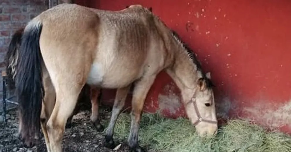 Harán una marcha pidiendo justicia por la yegua degollada