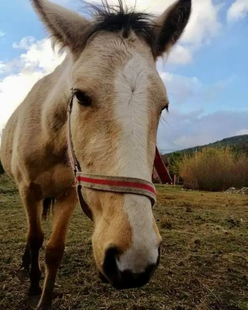 “Me pidieron hacerle la gauchada esa y que ellos me daban un cacho de carne”