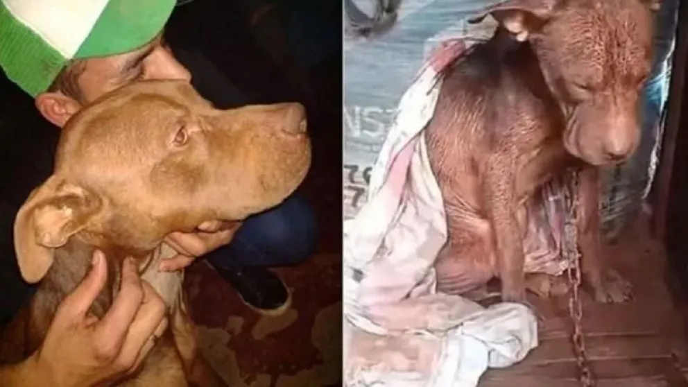 Se cansó de ver cómo lo maltrataban y le robó el perro al vecino