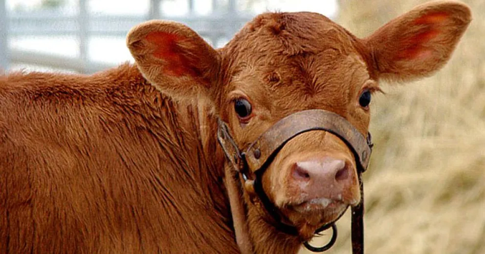 “Rosita está feliz de la vida, pastando”