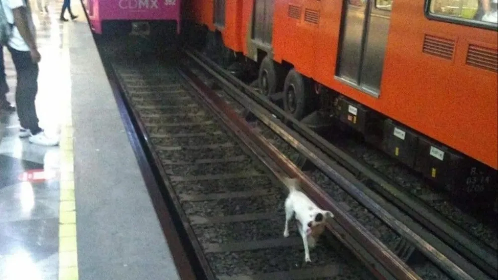 De milagro: Frenaron el tren y lograron salvar al perro que había quedado en las vías