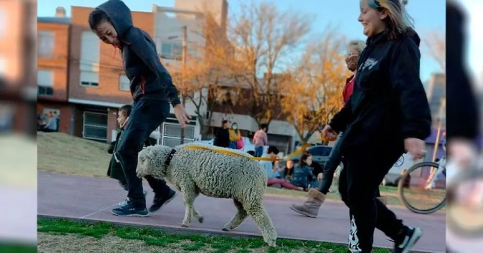 Sacó a pasear a su oveja ante la sorprendida mirada de transeúntes